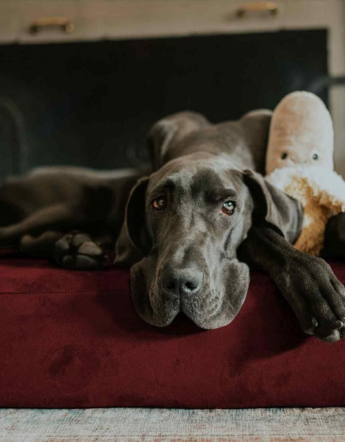 Load image into Gallery viewer, Barker Beds Giant Orthopedic Dog Bed for Large Dogs - 7&quot; Thick Washable XL Mattress with Microsuede Cover - Durable Big Dog Bed - Water-Resistant, Machine Washable - Made in USA (Burgundy)
