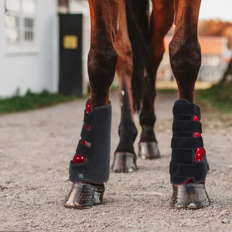 Portable Phototherapy for Horse Legs
