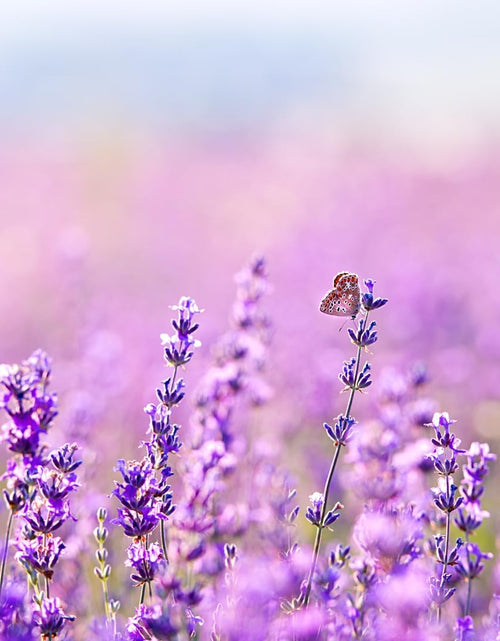 Load image into Gallery viewer, Lavender Epsom Salt, Infused with Essential Oil, Always Pure (1 Gallon)
