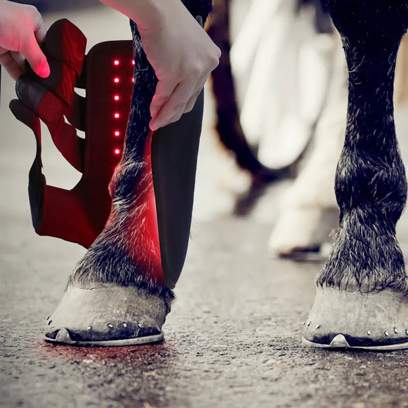 Portable Phototherapy for Horse Legs